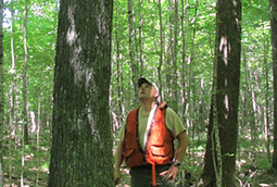 A council member in a forest assessing a large tree.