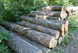 Recently cut logs stacked along a forest path.