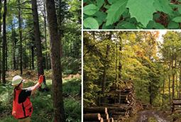 The cover of a biennial report, consisting of three forest photos.
