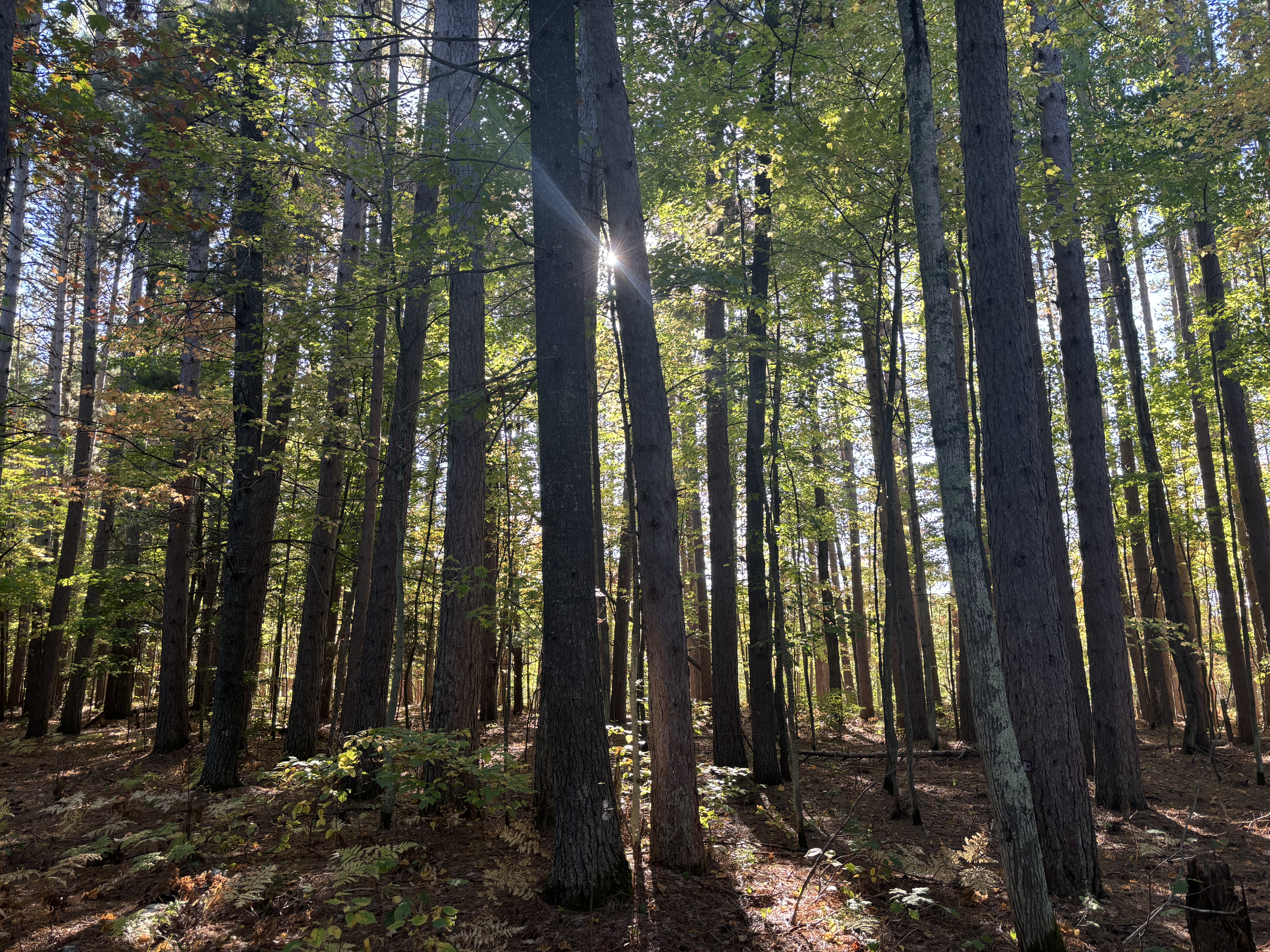 The view of a forest.